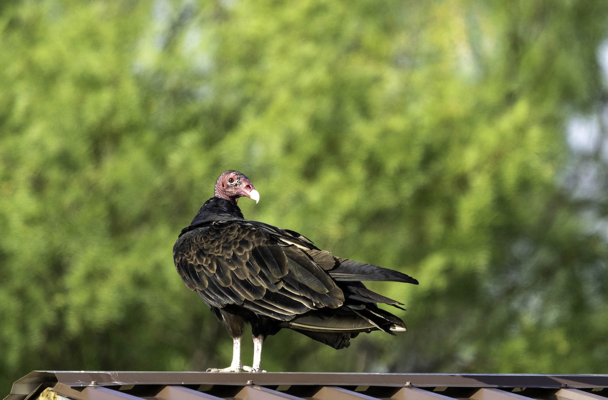 Turkey Vulture - Susan Wigetman