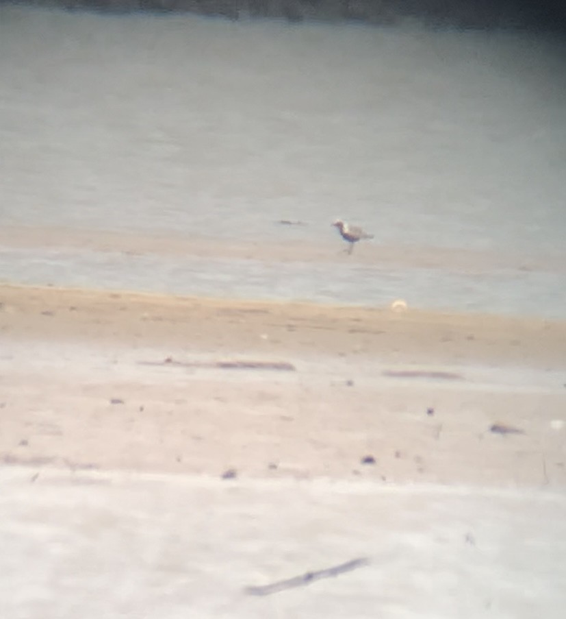 eBird Checklist 31 Jul 2022 Belle Haven ParkNorth Parking Area