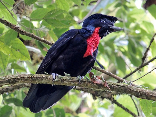 Photos - Bare-necked Umbrellabird - Cephalopterus glabricollis - Birds of  the World