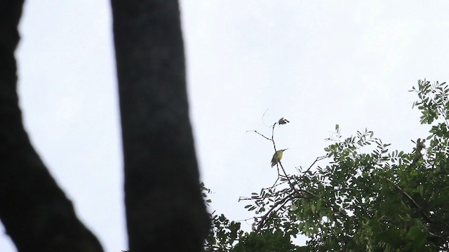  - Long-billed Spiderhunter