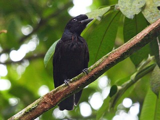  - Bare-necked Umbrellabird