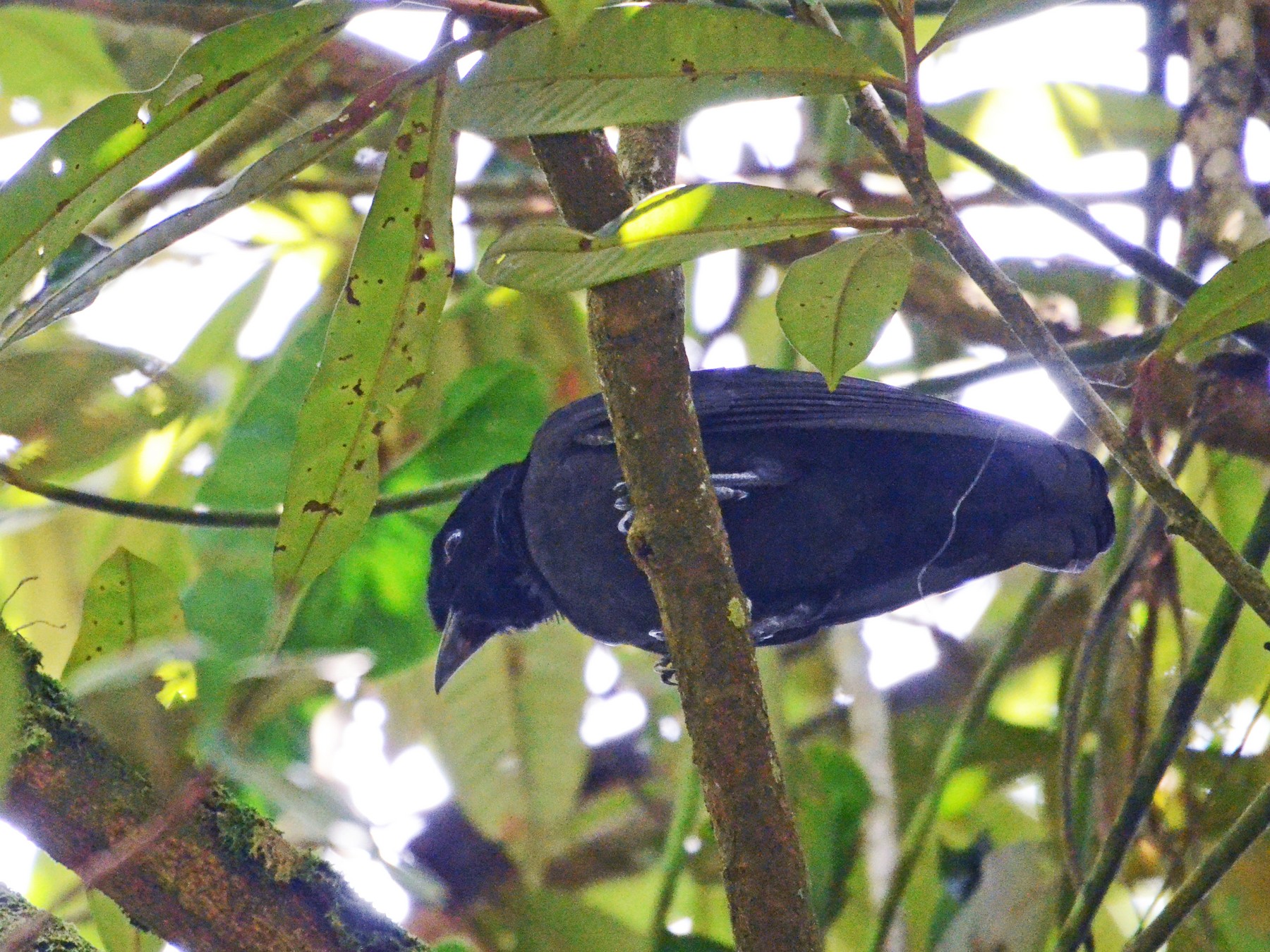 Bare-necked Umbrellabird - Matthew Sarver