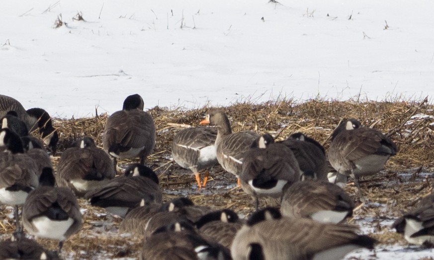 Greater White-fronted Goose - ML47161551
