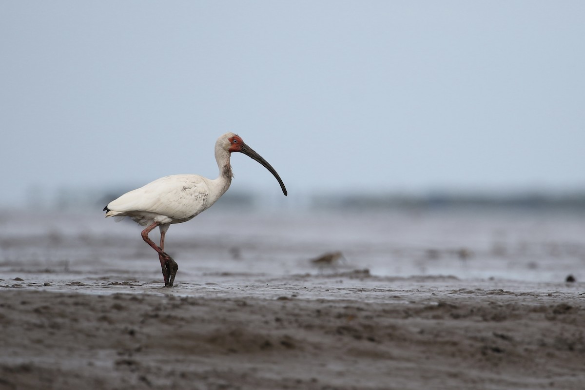 ibis bílý - ML471617291