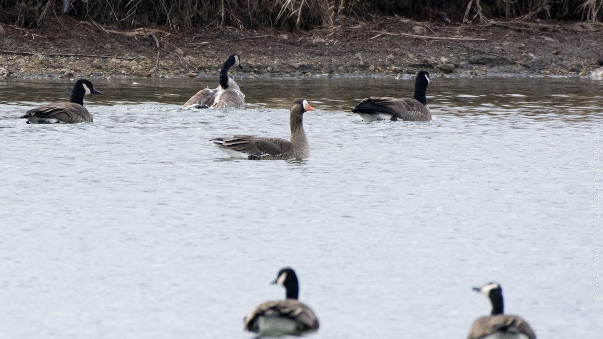 Greater White-fronted Goose - ML47161901