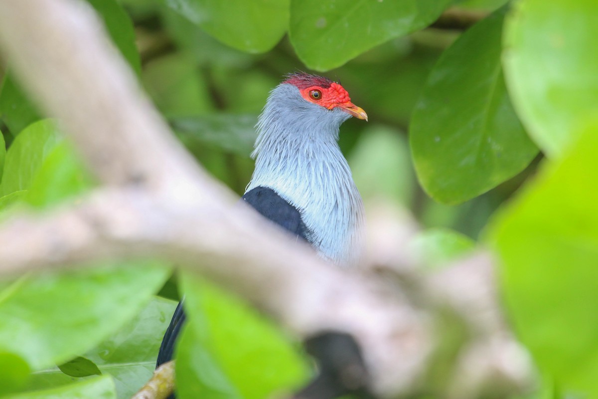Seychelles Blue-Pigeon - ML471620031