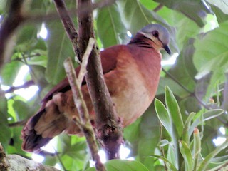  - Chiriqui Quail-Dove