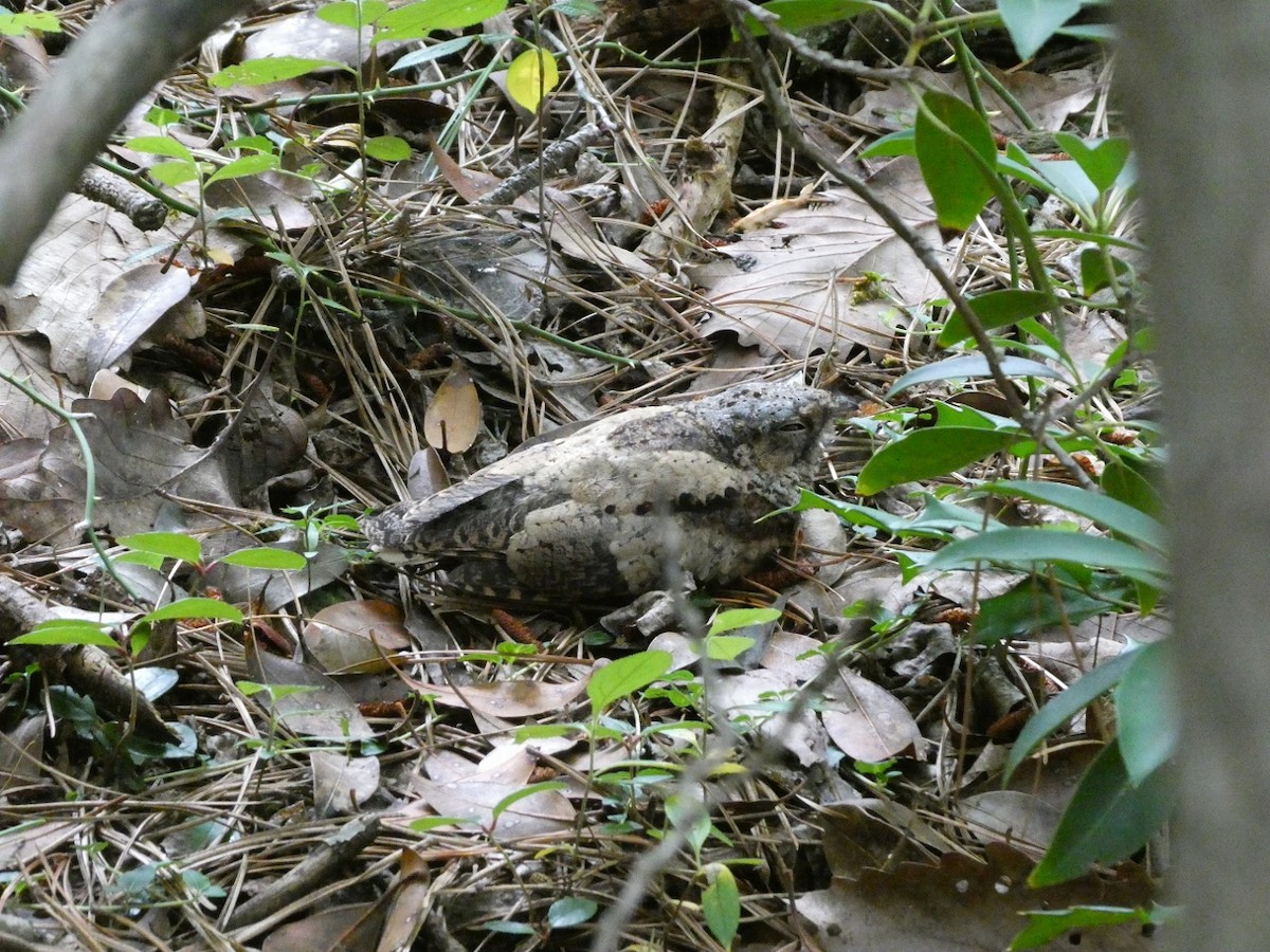 Ebird Checklist Jul Big Hill Road Southampton Twp Species