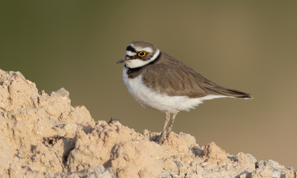 Little Ringed Plover (curonicus) - ML471623871