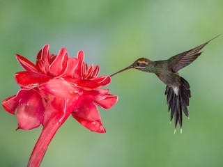  - White-whiskered Hermit