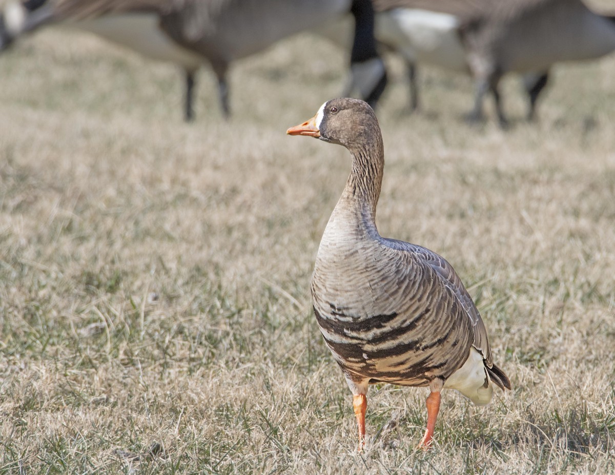 Greater White-fronted Goose - james poling
