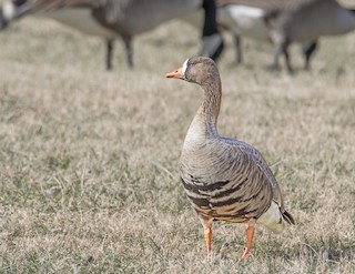 Greater White-fronted Goose, ML47162661