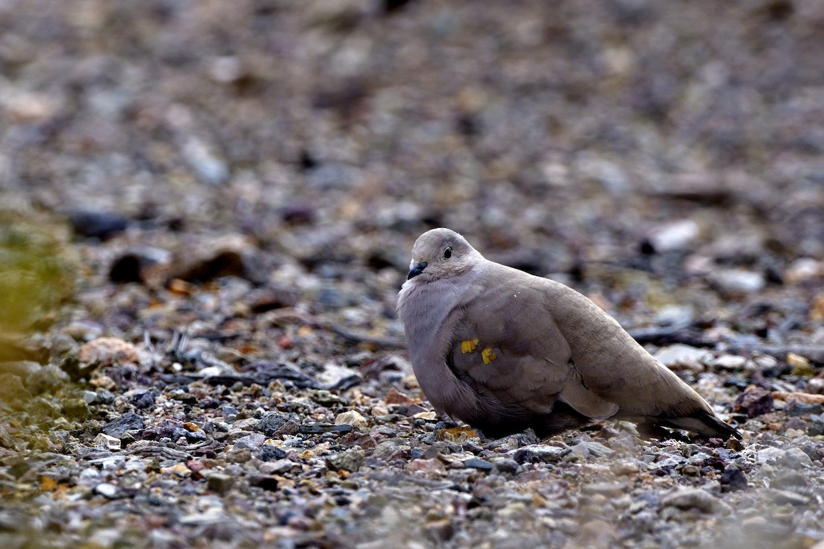 Golden-spotted Ground Dove - ML471628031