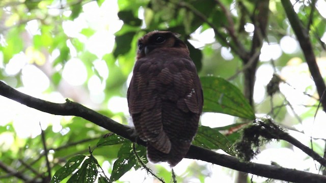 Brown Wood-Owl - ML471629