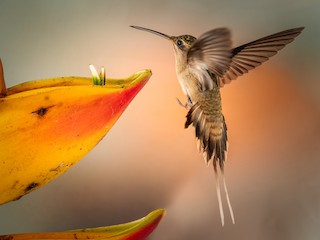  - Straight-billed Hermit (bourcieri)