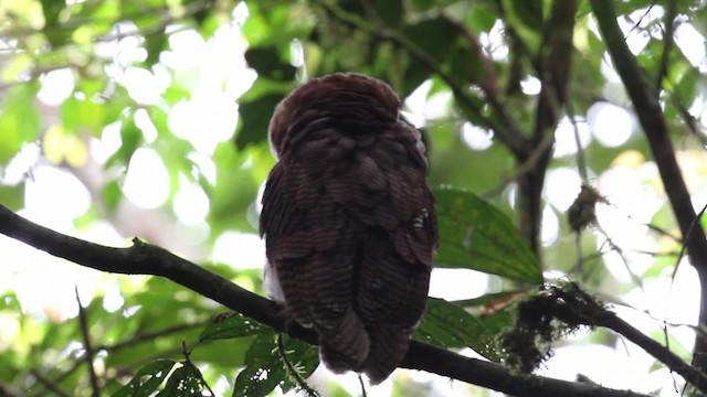 Brown Wood-Owl - ML471630