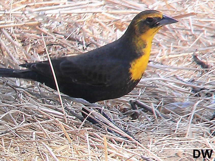 Yellow-headed Blackbird - ML471630471