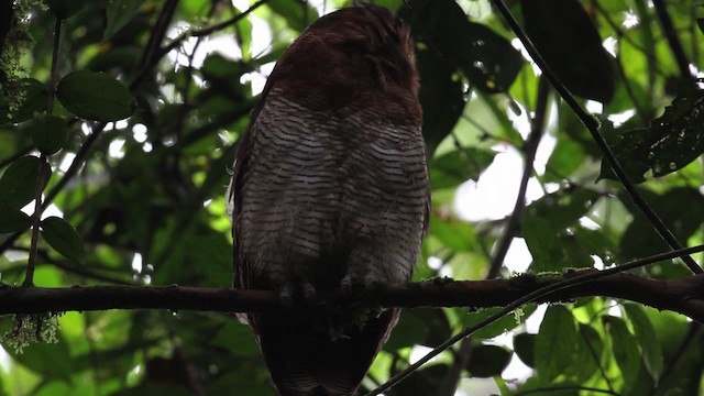 Brown Wood-Owl - ML471631