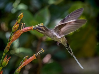  - Mexican Hermit