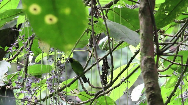 Lesser Green Leafbird - ML471634