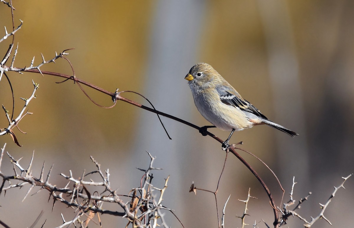 Band-tailed Seedeater - ML471634091