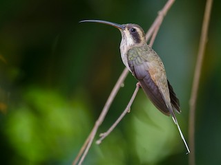  - Pale-bellied Hermit