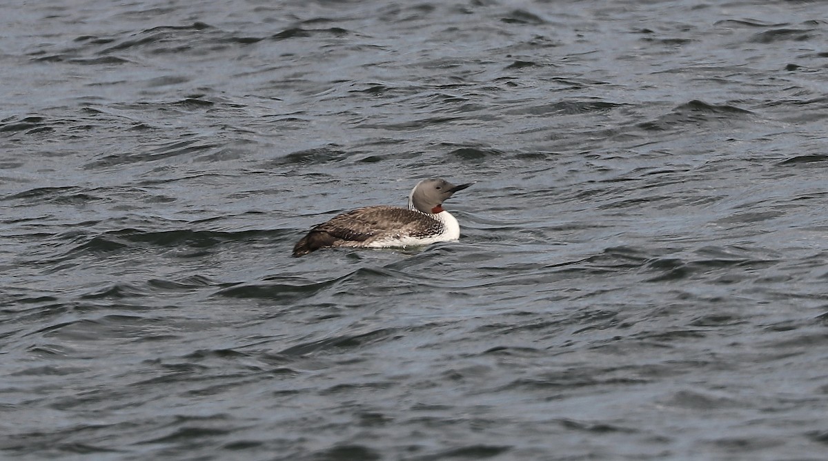 Red-throated Loon - ML471637871