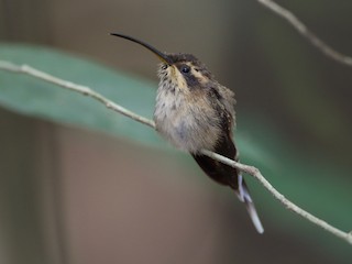  - Streak-throated Hermit