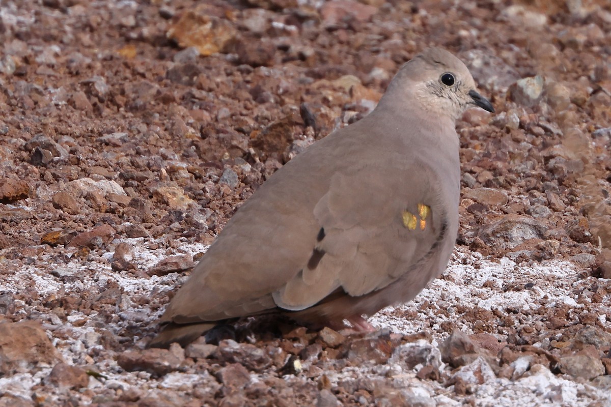 Golden-spotted Ground Dove - Robert Hagen