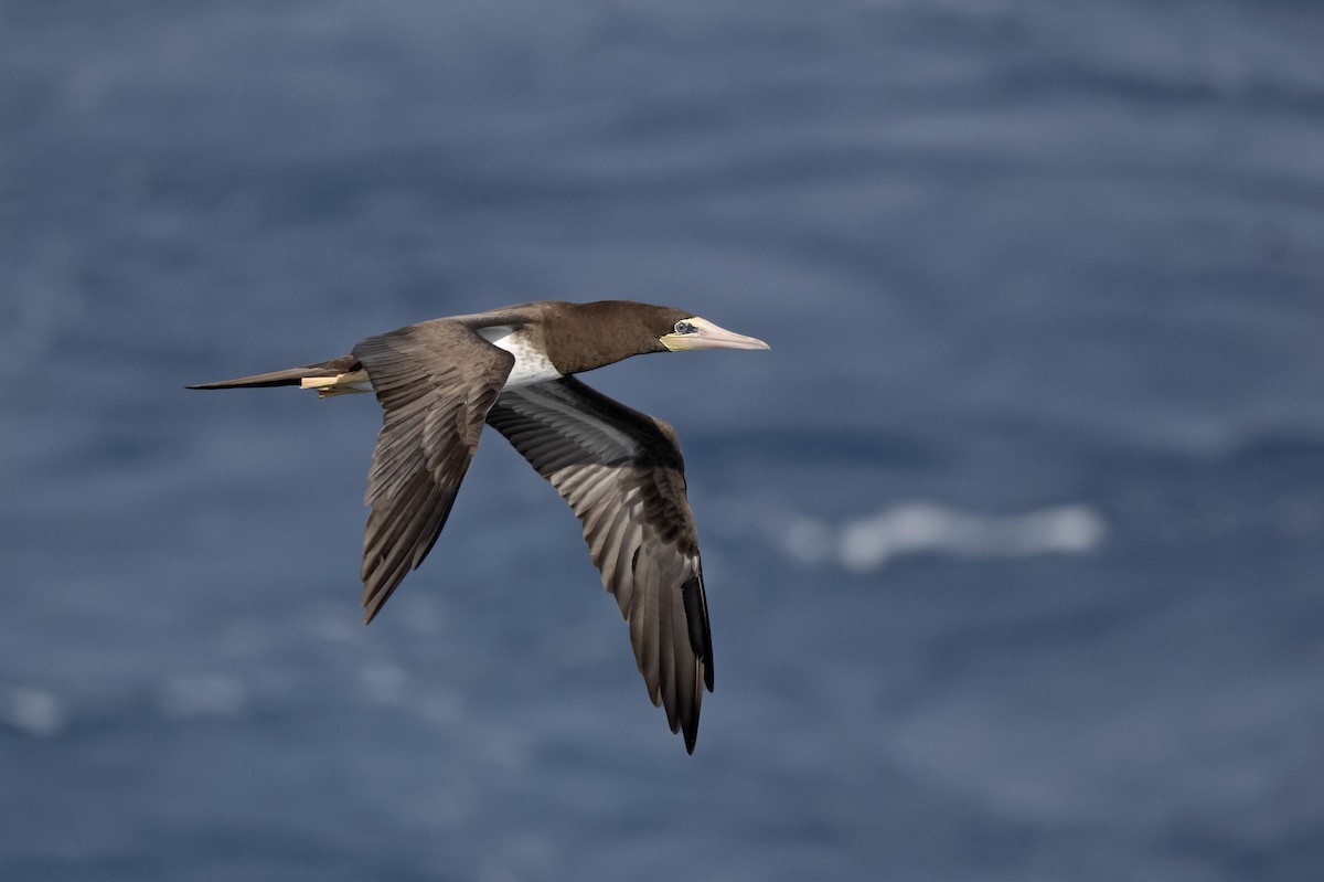 Brown Booby - ML471639661