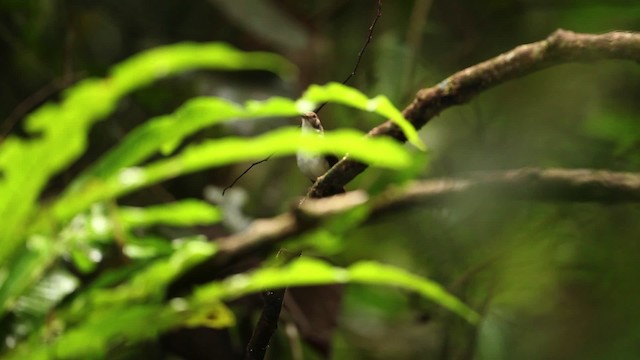 White-chested Babbler - ML471640