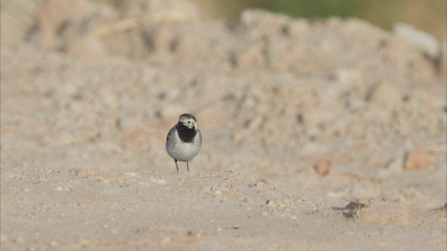 White Wagtail (White-faced) - ML471641501