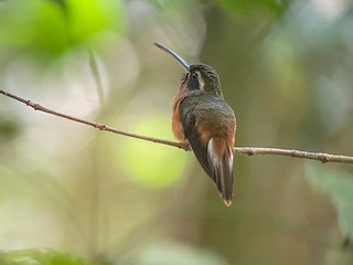 Tapajos Hermit - Phaethornis aethopygus - Birds of the World