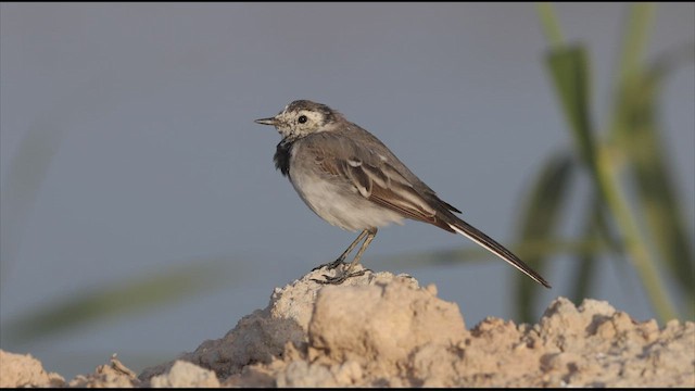 White Wagtail (White-faced) - ML471648501