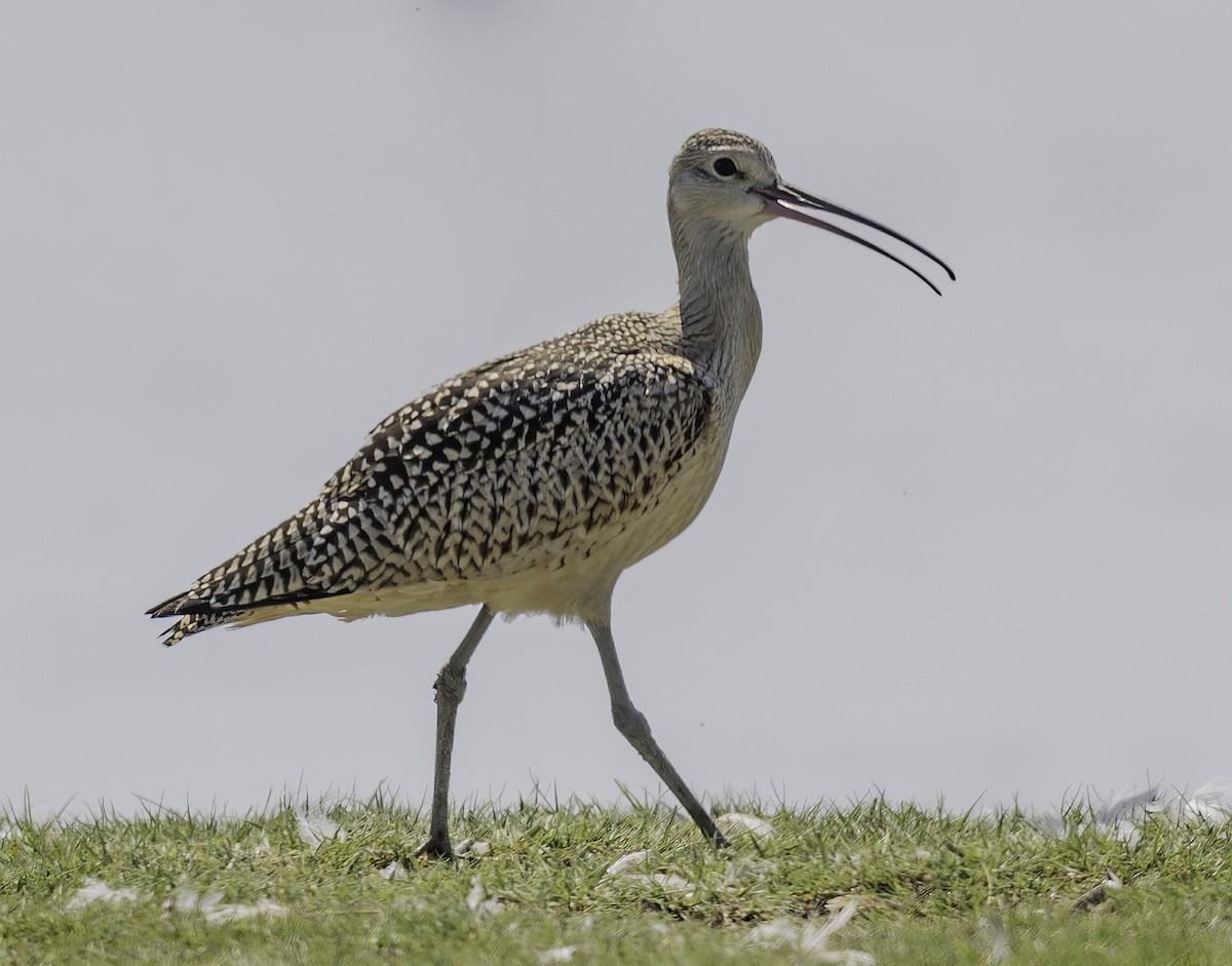 Long-billed Curlew - Dave Clark