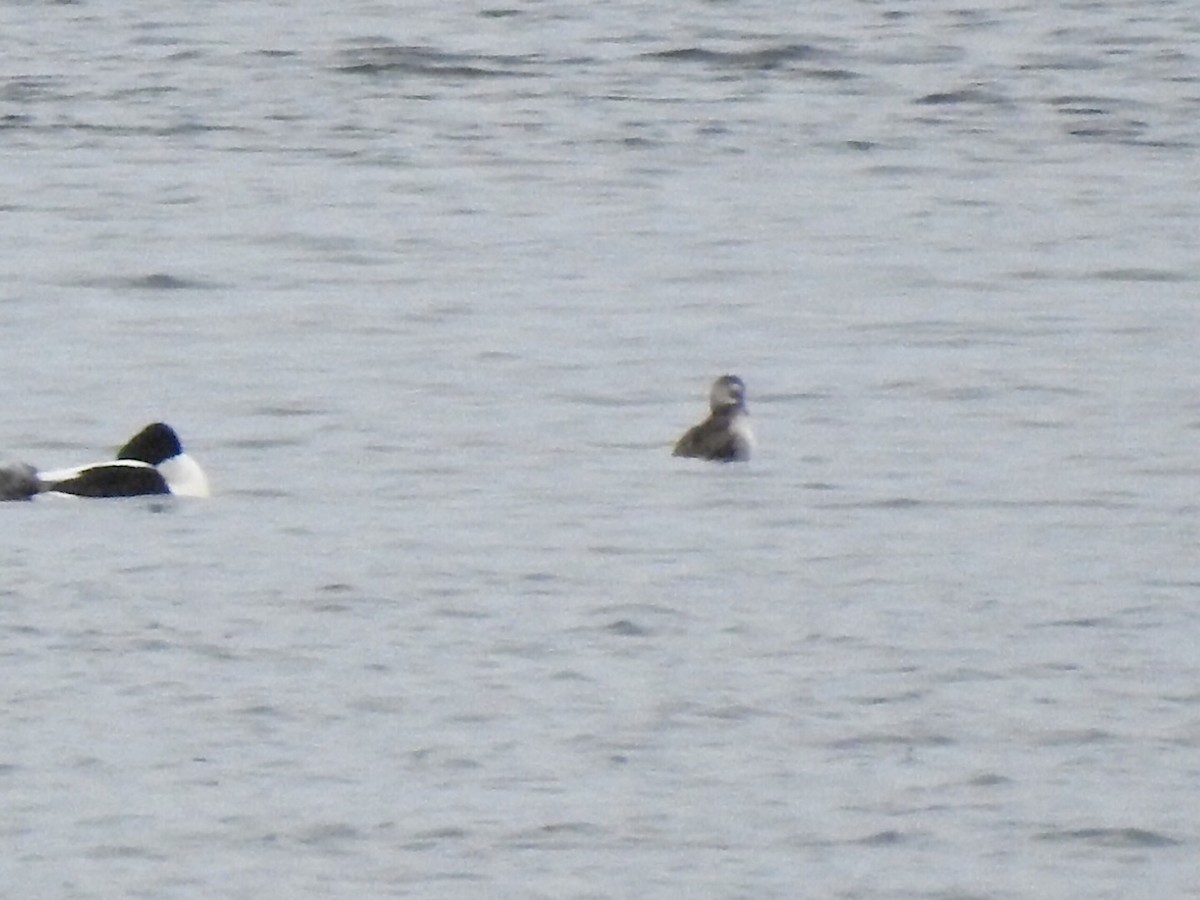 Long-tailed Duck - ML47165521