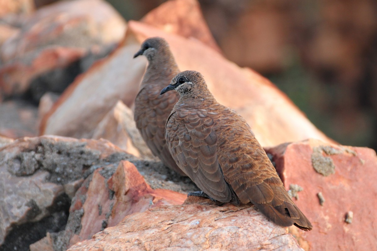 holub kimberleyský - ML471656081