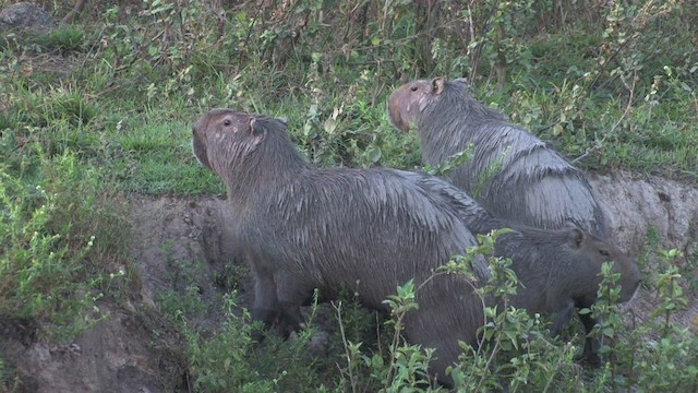 Capybara - ML471660