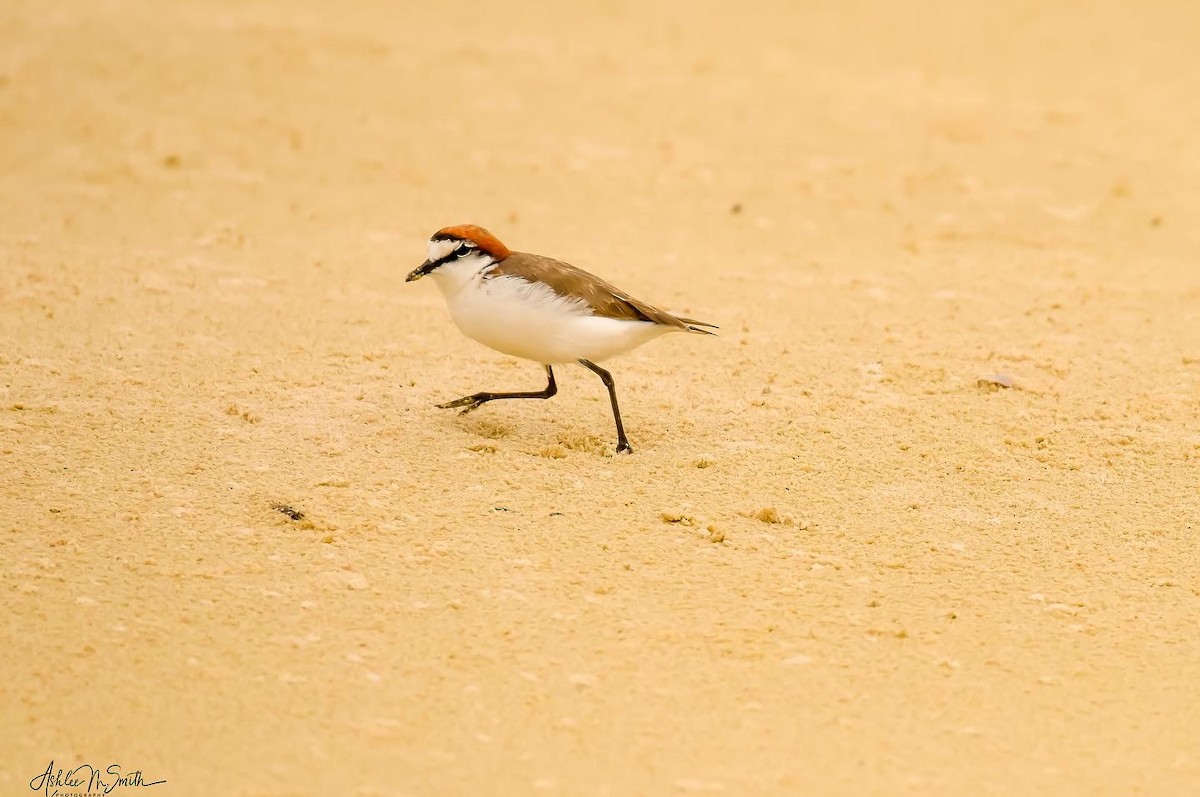 Red-capped Plover - Ashlee Smith