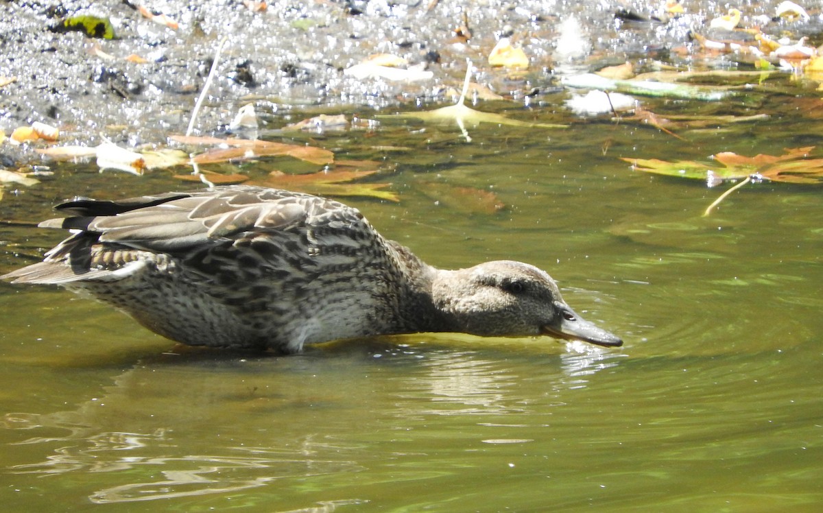 Green-winged Teal - ML471661801