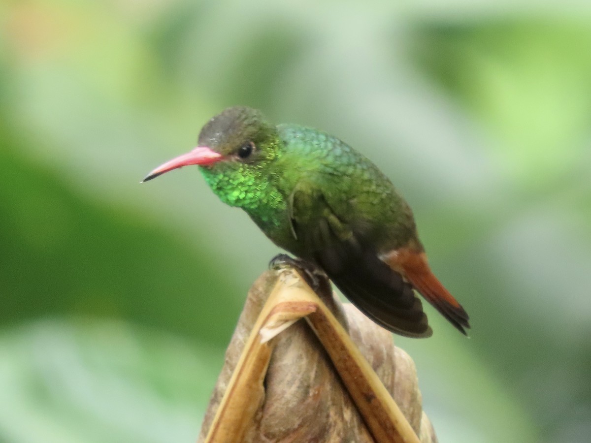 Rufous-tailed Hummingbird - Gerry Hawkins