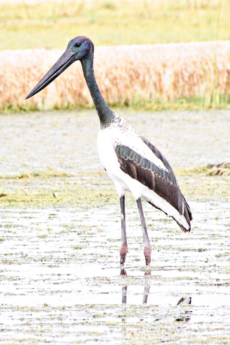Black-necked Stork - ML471665001