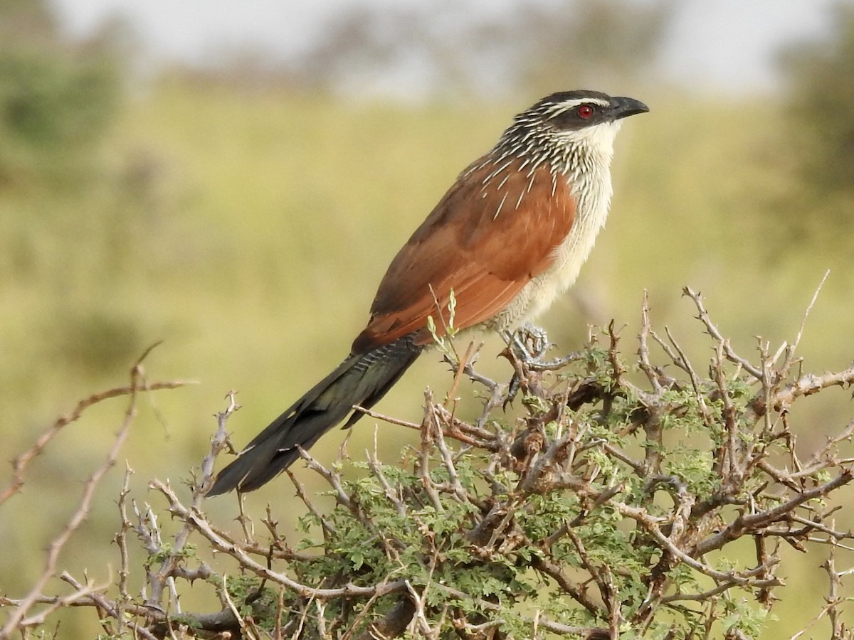 White-browed Coucal - Frances Oliver