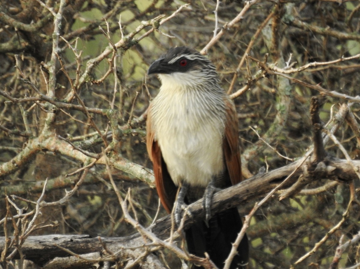 White-browed Coucal - ML471668771