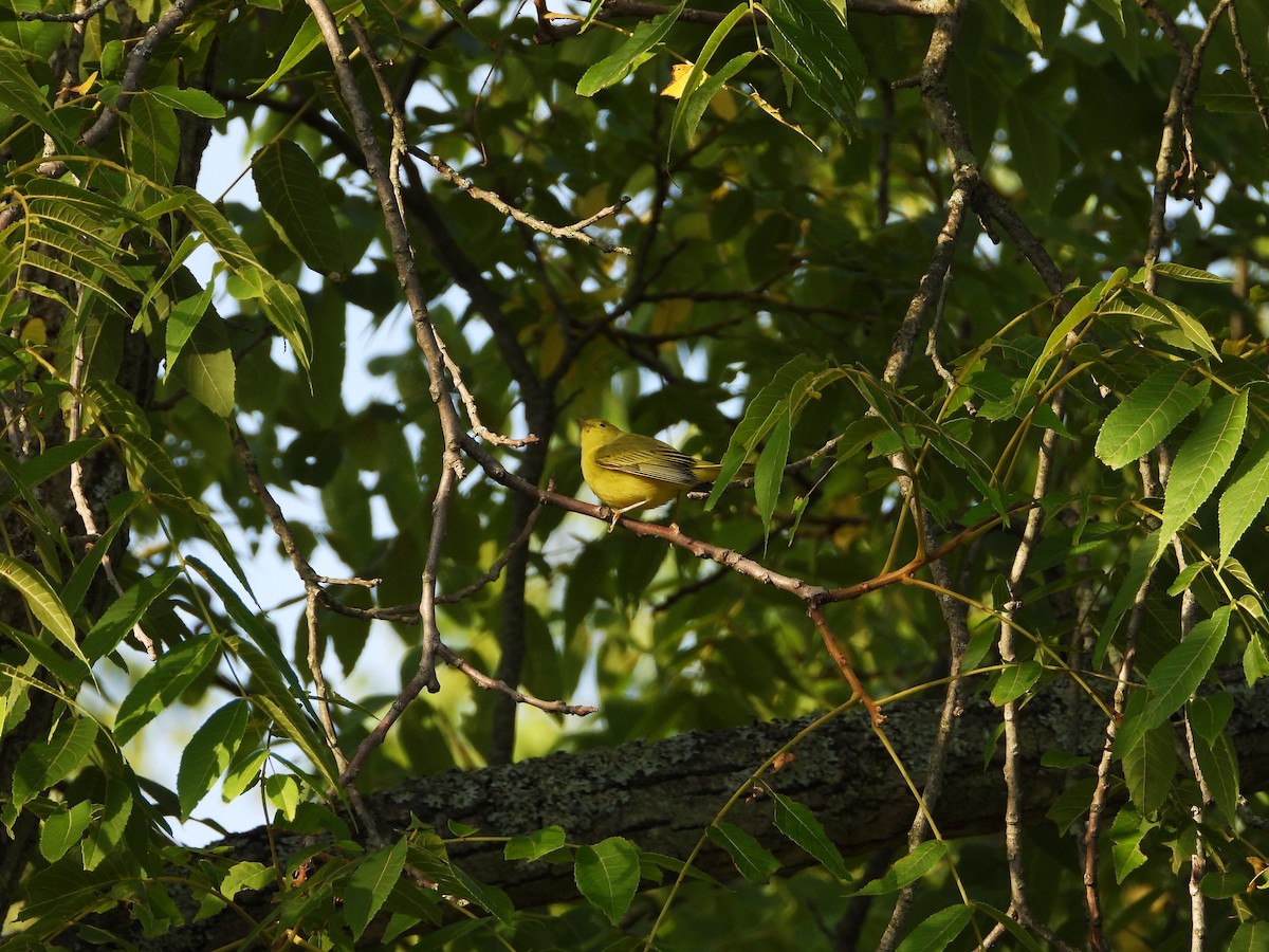 Yellow Warbler - ML471670431