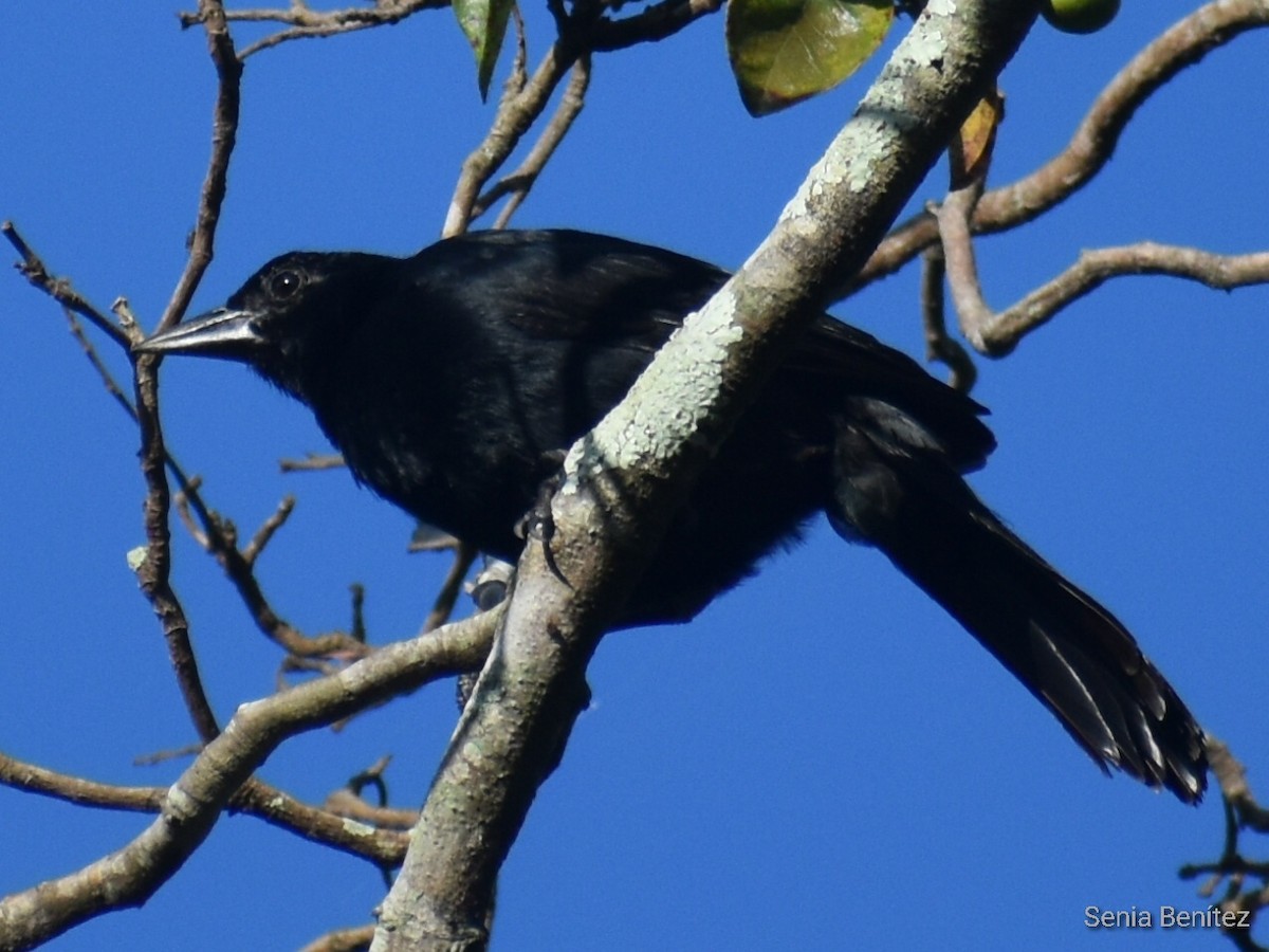 Melodious Blackbird - Senia Benitez