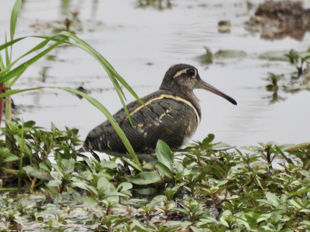 Greater Painted-Snipe - ML471679021