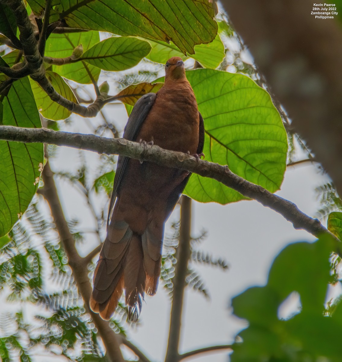 Philippine Cuckoo-Dove - ML471679571