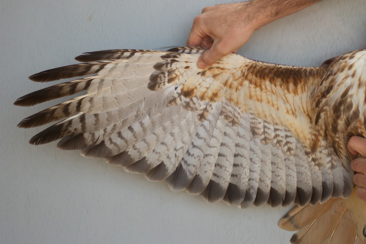 Red-tailed Hawk (abieticola) - ML471681521