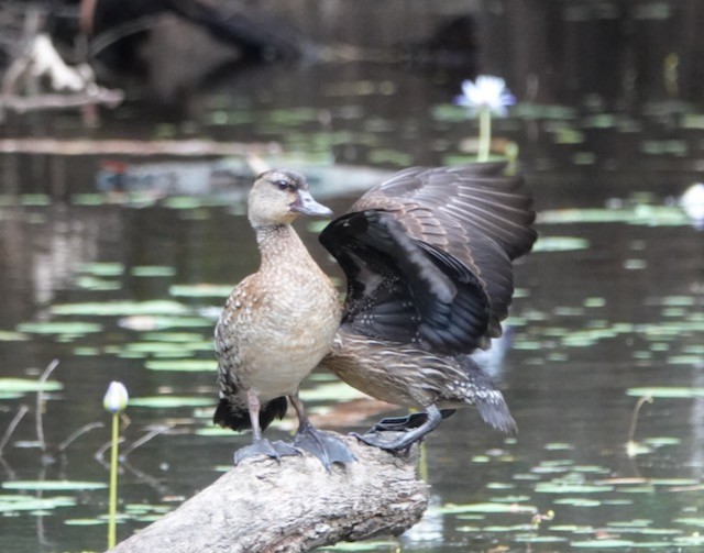 Spotted Whistling-Duck - ML471682851